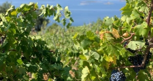 Radionica za poljoprivrednike u petak, 11. 02 ., 13:00 sati